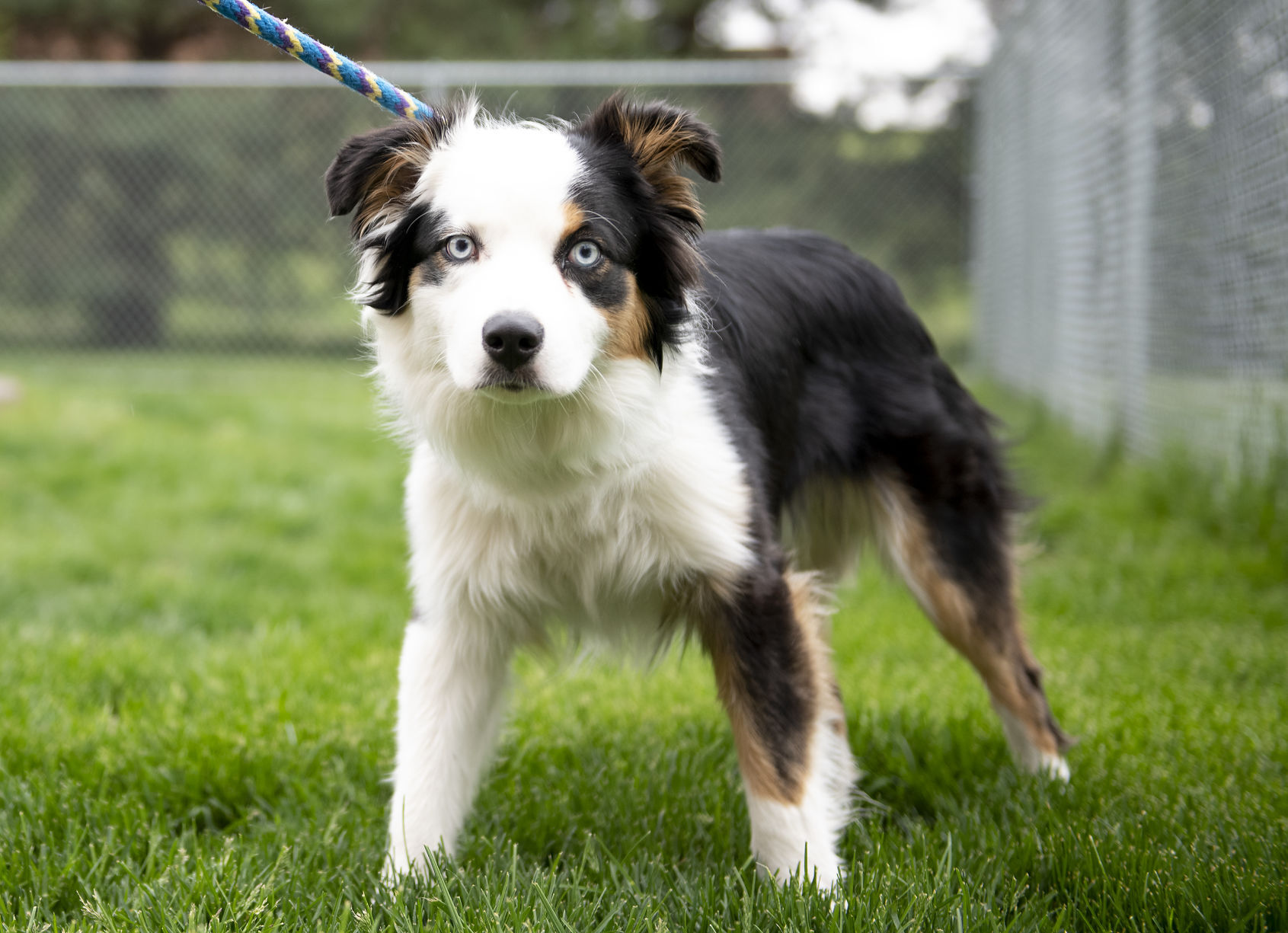 Siouxland Humane Society during COVID-19